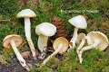 Hygrophorus discoxanthus-amf919